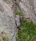 Pygmy Shrew