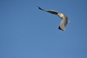 Ring Billed Gull