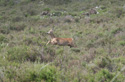 Roe Deer