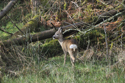Roe Deer
