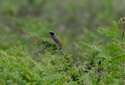 Redstart