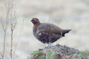 Red Grouse
