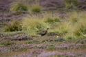 Red Grouse