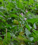 Red helleborine
