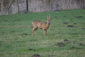 Roe Deer