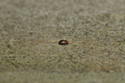 Scymnus suturalis