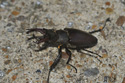 Stag Beetle