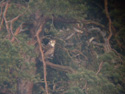 Short Toed Eagle