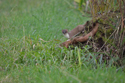 Stoat