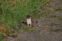 Stoat
