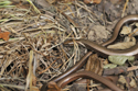 Slow worm