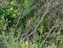 Spectacled Warbler