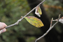 Stirton's Whitebeam