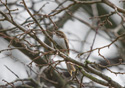 Treecreeper