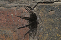 Tube Web Spider