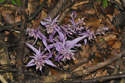 Violet Helleborine var. rosea