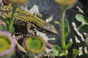 Wall Lizard