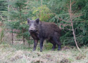 Wild Boar