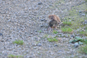Weasel