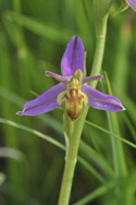 Wasp Orchid