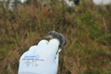 Water Shrew