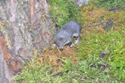 Water Shrew