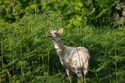 Sika Deer