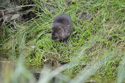 Water Vole