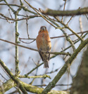 Crossbill