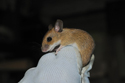 Yellow Necked Mouse