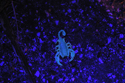 Yellow Tailed Scorpion