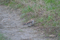 Snow Bunting