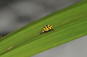 22 Spot Ladybird