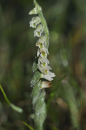 Autumn Ladies Tresses