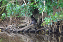 American Mink