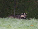 Badger