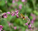 Broad Bordered Bee Hawkmoth