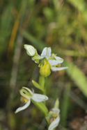Bee Orchid var Chlorantha