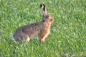 Brown Hare
