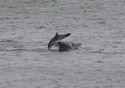 Bottlenosed Dolphin