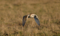 Barn Owl