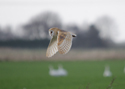 Barn Owl