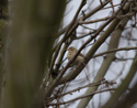 Blyth's Pipit