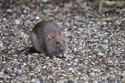 Brown Rat