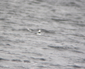 Bufflehead