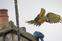 Blue and Yellow Macaw