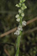 Creeping Ladies Tresses