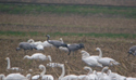 Common Crane