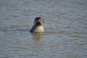 Common Seal