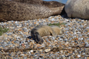 Common Seal